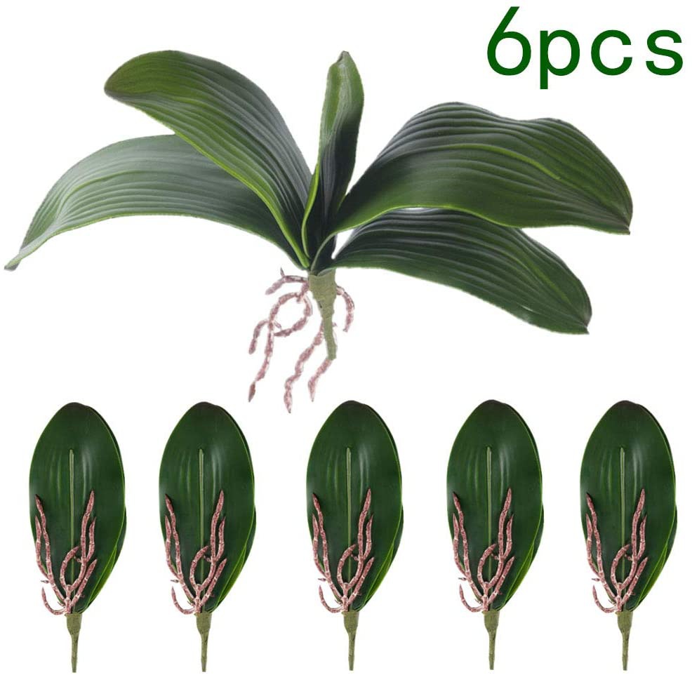 Daun Anggrek Phalaenopsis Buat - Orchid Phalaenopsis ulasan dan harga