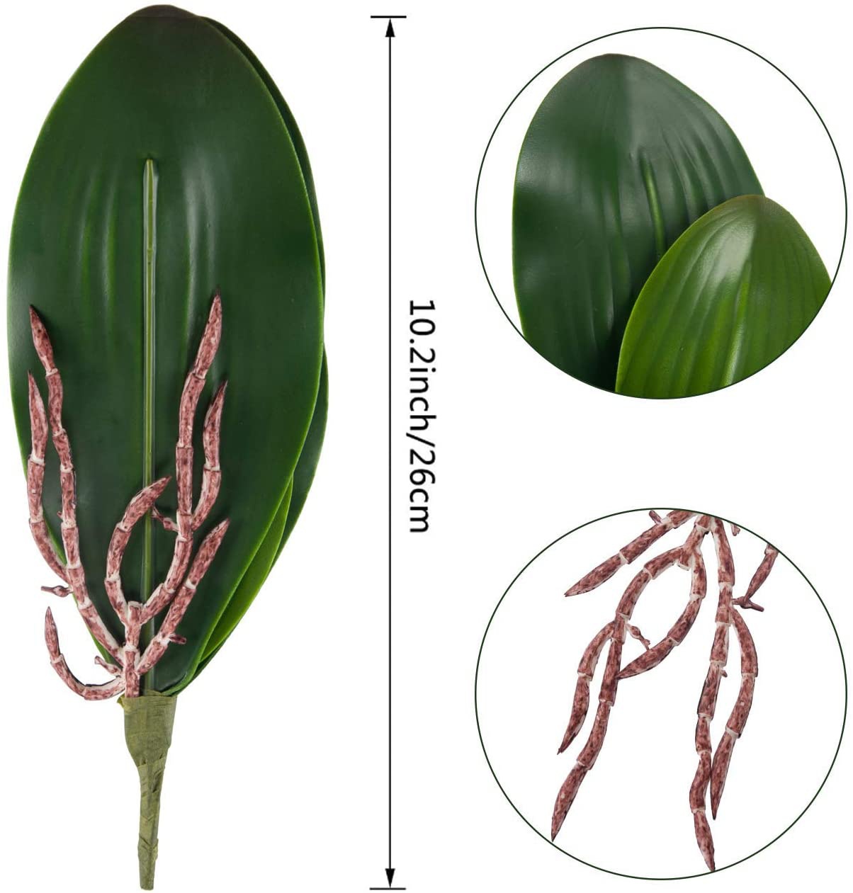 Daun Anggrek Phalaenopsis Buat - Orchid Phalaenopsis ulasan dan harga