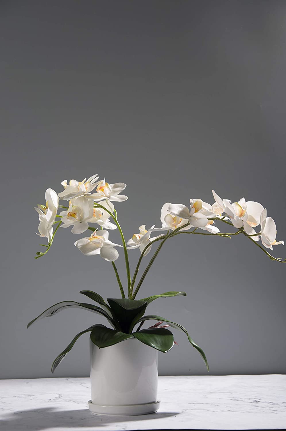 Daun Anggrek Phalaenopsis Buat - Orchid Phalaenopsis ulasan dan harga