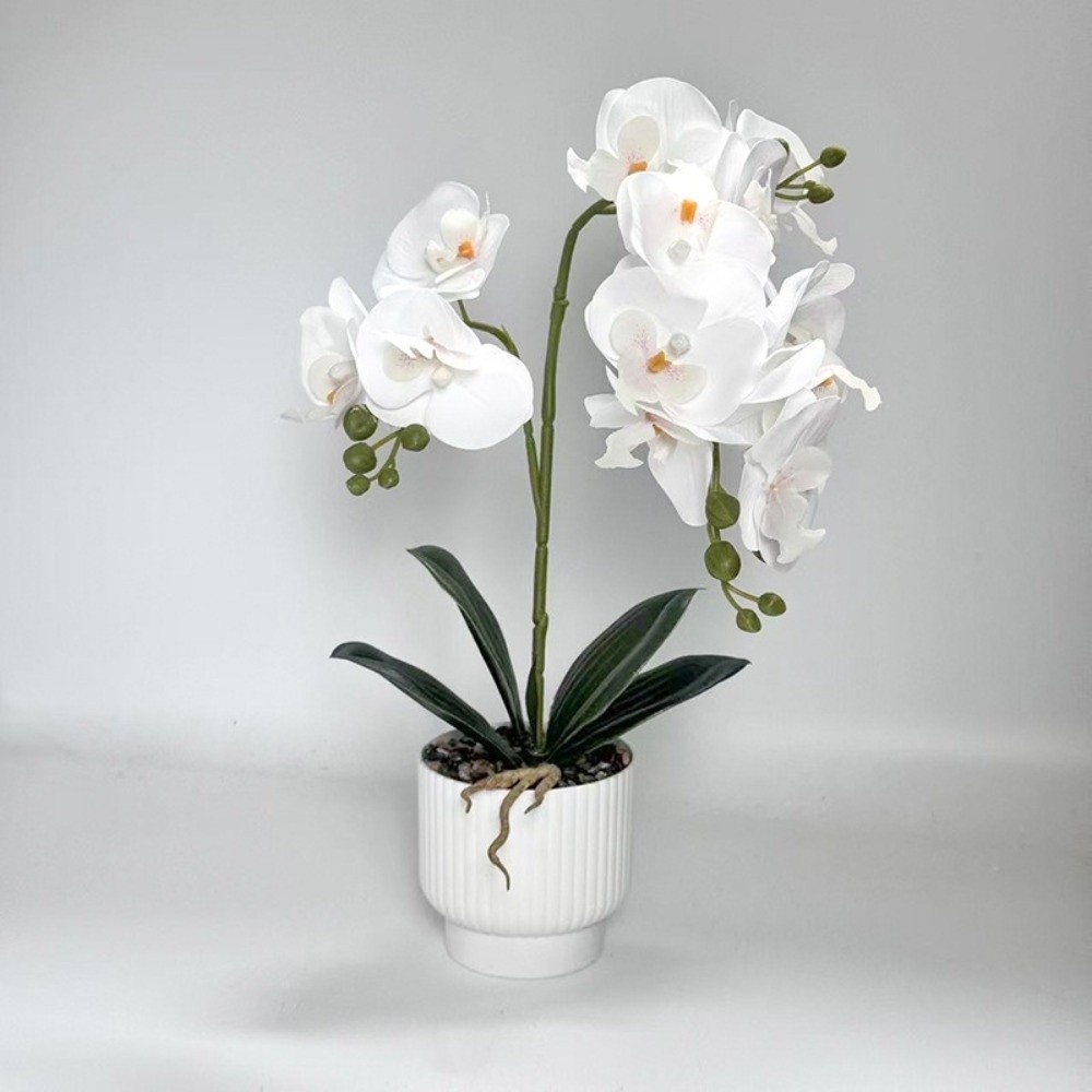 Anggrek Kupu-kupu Simulasi Mul - Orchid Phalaenopsis ulasan dan harga