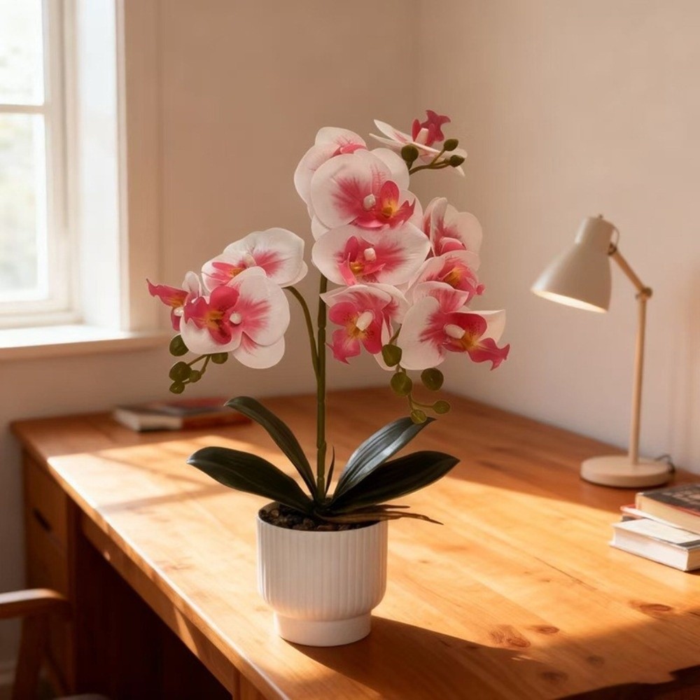 Anggrek Kupu-kupu Simulasi Mul - Orchid Phalaenopsis ulasan dan harga