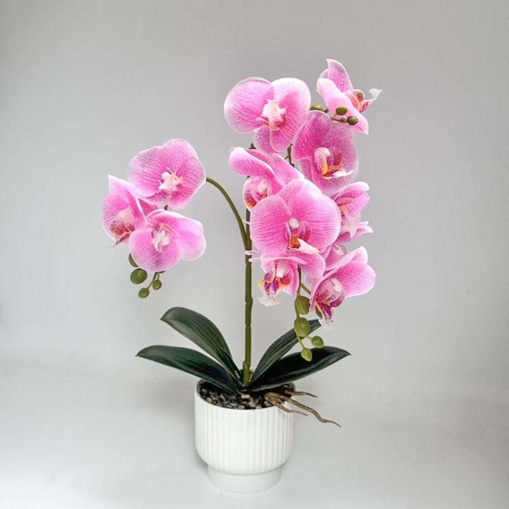 Anggrek Kupu-kupu Simulasi Mul - Orchid Phalaenopsis ulasan dan harga