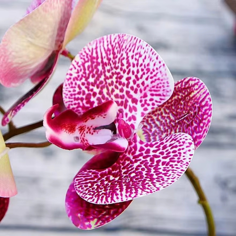 Bunga Buatan 3D Plastik Anggre - Orchid Phalaenopsis ulasan dan harga