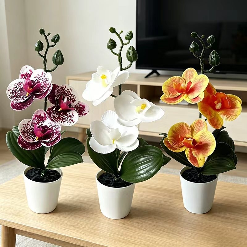 Tanaman anggrek mini dalam pot - Orchid Phalaenopsis ulasan dan harga