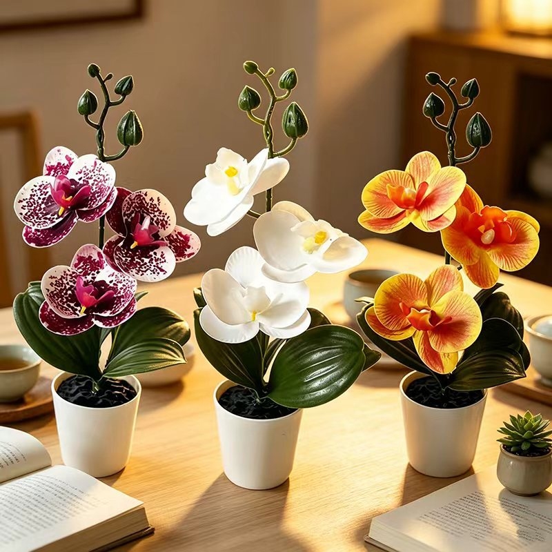 Tanaman anggrek mini dalam pot - Orchid Phalaenopsis ulasan dan harga