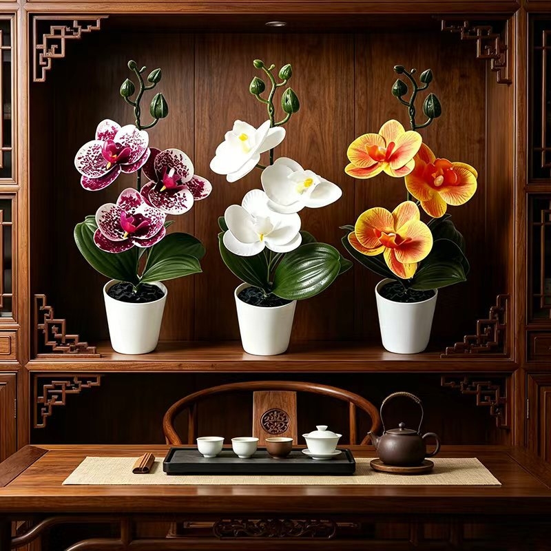Tanaman anggrek mini dalam pot - Orchid Phalaenopsis ulasan dan harga