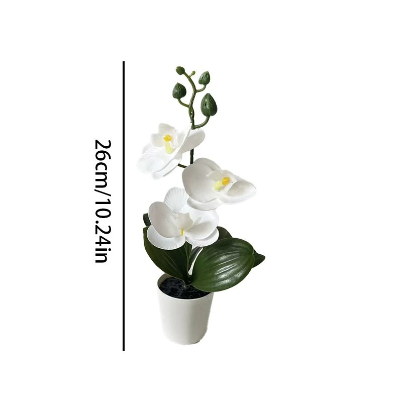 Tanaman anggrek mini dalam pot - Orchid Phalaenopsis ulasan dan harga