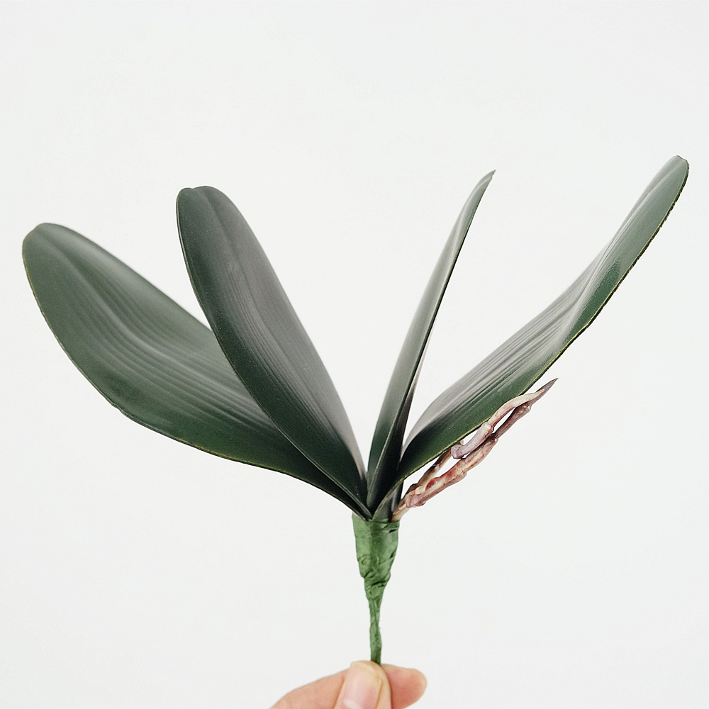3 Buah Eva Simulasi Daun Phala - Orchid Phalaenopsis ulasan dan harga