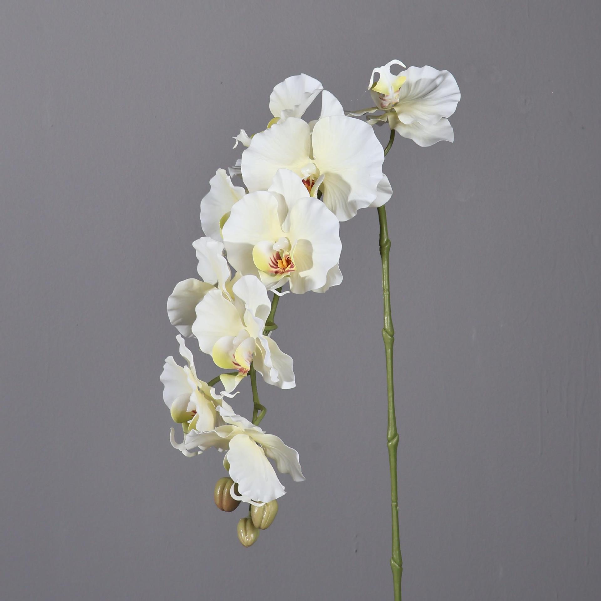 38.6 Inci 9 Tangkai Anggrek Ph - Orchid Phalaenopsis ulasan dan harga